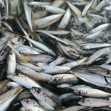 Sea Sound Mamaia Nord *