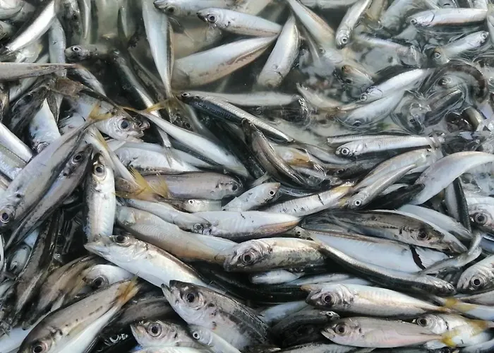 Sea Sound Mamaia Nord *